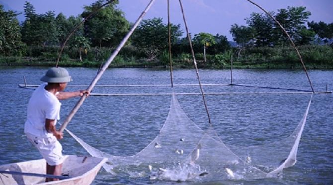 Lợi ích phụ phẩm khí sinh học: Làm thức ăn bổ sung cho cá