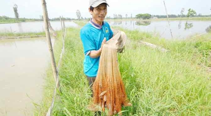 Tôm càng xanh mùa nước nổi