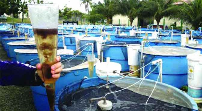 Ứng dụng vi khuẩn tạo chất kết tụ sinh học xử lý nước ao nuôi cá