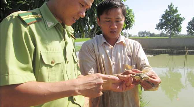 Nuôi ba ba toàn đực