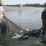 Kỹ thuật nuôi ghép cá đối mục trong vùng hạ triều ô nhiễm