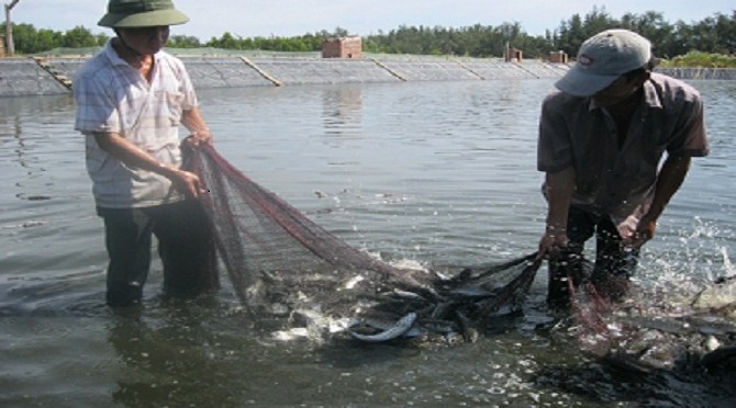 Kỹ thuật nuôi ghép cá đối mục trong vùng hạ triều ô nhiễm