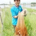 Ông Diễn với mô hình luân canh tôm