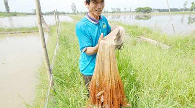 Ông Diễn với mô hình luân canh tôm