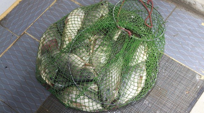Cá rô phi trong ao lắng giúp giảm dịch bệnh tôm