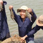 Ninh Thuận: Bền vững như tôm nuôi VietGAP