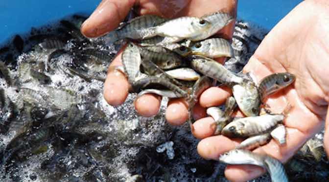 Ứng dụng công nghệ biofloc trong nuôi thâm canh cá rô phi