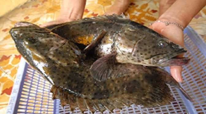 Sản xuất thành công vacxin phòng bệnh VNN trên cá mú