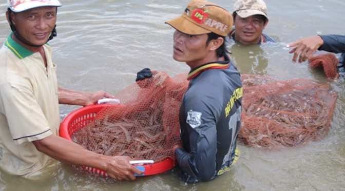 Hiệu quả nuôi tôm bằng chế phẩm sinh học