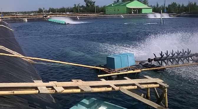 Một số biện pháp hạn chế dịch bệnh trên tôm