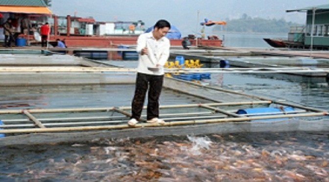 Nuôi cá lồng trên lòng hồ thủy điện Hòa Bình