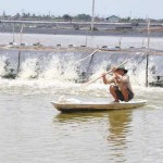 Sản xuất tôm giống quy mô lớn