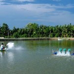 Chọn địa điểm và xây dựng ao nuôi tôm