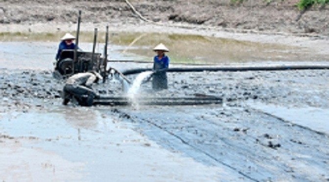 Phòng bệnh gan tụy trên tôm