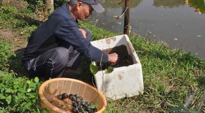 Lão nông say mê ốc bươu ta