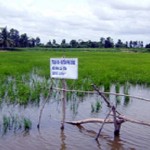 Mô hình luân canh tôm – lúa, nhiều ưu thế phát triển