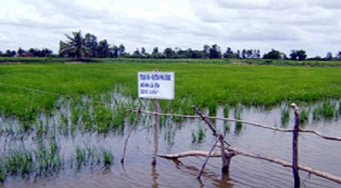 Mô hình luân canh tôm – lúa, nhiều ưu thế phát triển