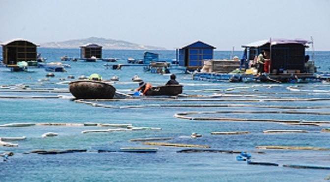 Nghề nuôi tôm hùm thương phẩm ở Nhơn Hải