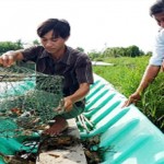 Nuôi cua trong vuông tôm: Làm chơi ăn thật