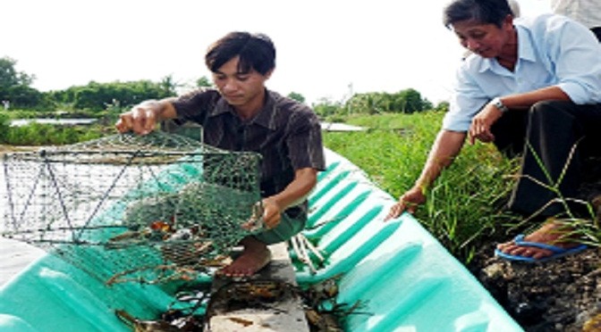 Nuôi cua trong vuông tôm: Làm chơi ăn thật