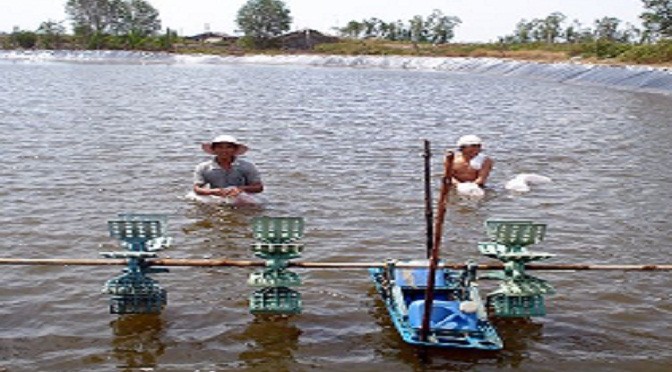 Quy trình nuôi tôm nước lợ an toàn trong vùng dịch bệnh