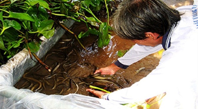 Phòng trị bệnh cho lươn