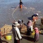 Câu chuyện thành công ở Thái Lan: Thực hành nuôi tôm không theo tập quán
