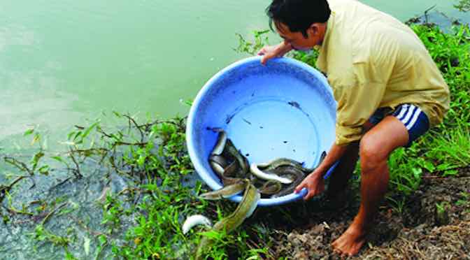 Lãi trăm triệu nhờ cá chình