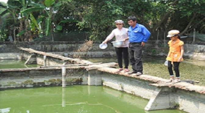 Bình Định: Làm giàu từ nuôi cá và ba ba