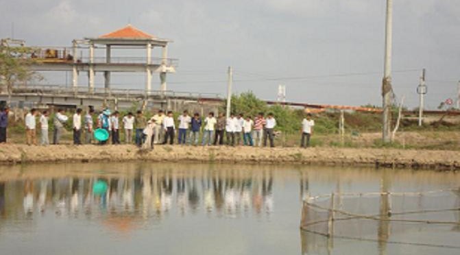 Nuôi tôm sú kết hợp cá rô phi tại Trà Vinh