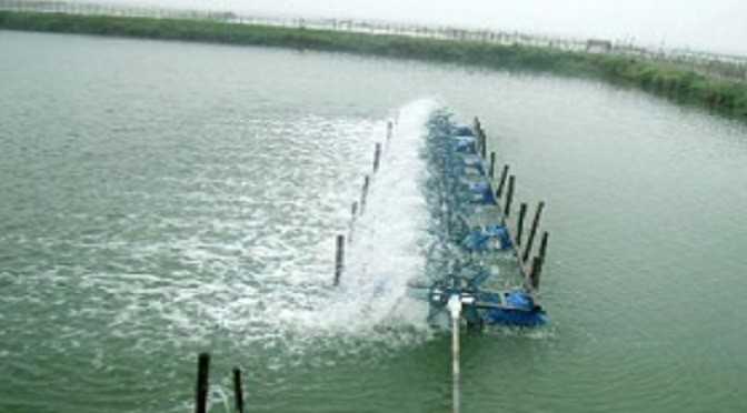 Quản lý môi trường ao nuôi