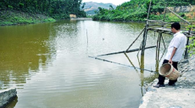 Mô hình nuôi cá rô đầu vuông ở Dương Huy (Cẩm Phả)