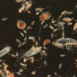Cộng đồng sinh vật phù du trong hệ thống nuôi tôm độc canh, hệ thống tích hợp Biofloc