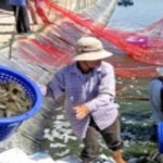 Giải pháp nào để giảm giá thành tôm nuôi Việt Nam?