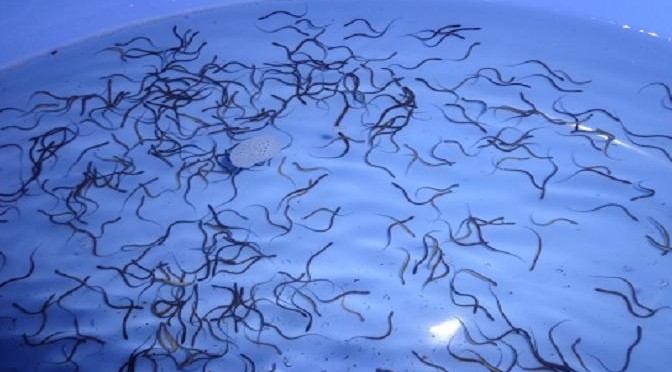 Kỹ thuật cho lươn sinh sản bán nhân tạo và thuần hóa lươn đồng
