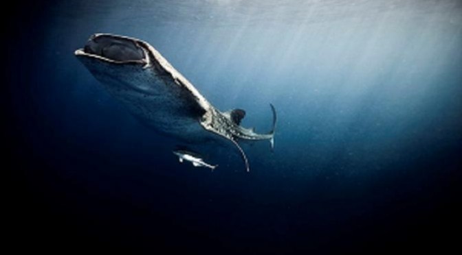 Những loài thủy quái đặc sắc nhất lòng đại dương Mexico