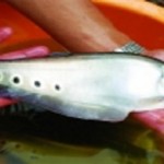 Sinh sản nhân tạo cá nàng hai Chilata ornata