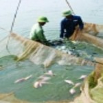 10 lưu ý quan trọng trong nuôi cá