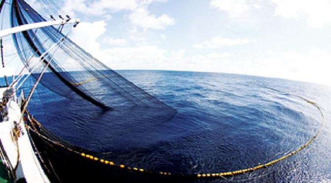 Quy trình khai thác cá ngừ đại dương giống bằng lưới vây