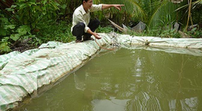 Tăng năng suất ương tôm càng xanh trong bể nổi lót bạt