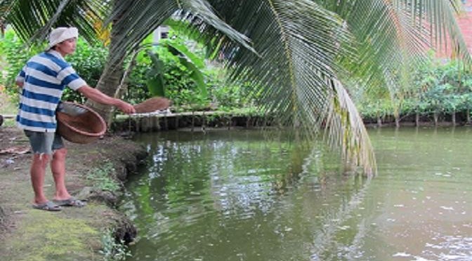 Giàu nhờ cá tai tượng