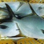 Kỹ thuật nuôi cá chim vây vàng