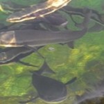 Phú Quốc (Kiên Giang): Hiệu quả mô hình nuôi cá bớp lồng bè trên biển