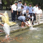 Sản xuất, ương, nuôi thành công cá chép Koi tại Ninh Bình