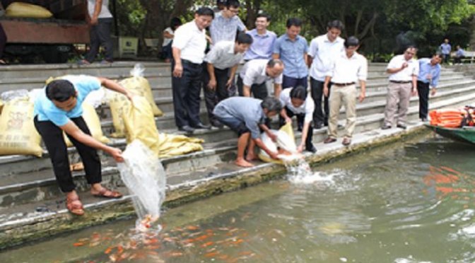 Sản xuất, ương, nuôi thành công cá chép Koi tại Ninh Bình