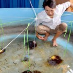 Sinh sản nhân tạo giống lươn đồng