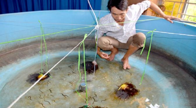 Sinh sản nhân tạo giống lươn đồng