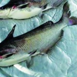 Tiềm năng phát triển nuôi cá ngạnh
