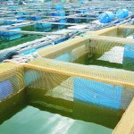 Công nghệ mới trong nuôi cá biển