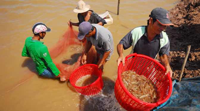 Nghề nuôi tôm khó đủ bề